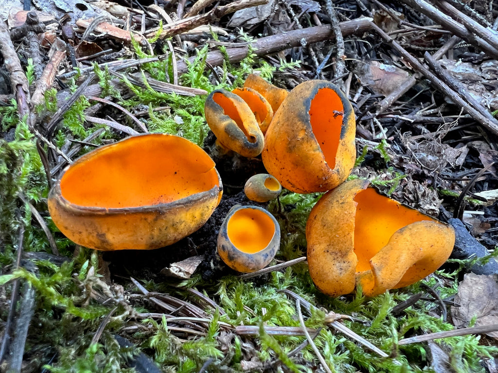 8 Orange Peel Fungus mushrooms grows on some sticks among some moss. The photo is taken in the Catskill Mountain forest by Gabriela D'Elia / Gabriela Michelotti for the Catskill Fungi Deep Imagination Walk.