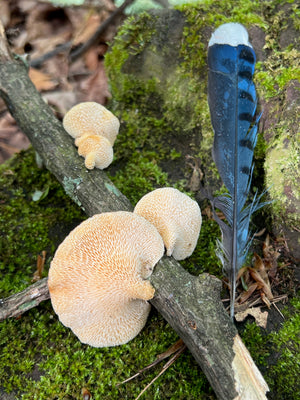 A feather of a blue bird and a stick with hexagonal polypore mushrooms growing on a stick sit on a rock covered in moss in the Catskill Mountain forest. The photo is taken in the Catskill Mountain forest by Gabriela D'Elia / Gabriela Michelotti for the Catskill Fungi Deep Imagination Walk. The photo is taken in the Catskill Mountain forest by Gabriela D'Elia / Gabriela Michelotti for the Catskill Fungi Deep Imagination Walk. 