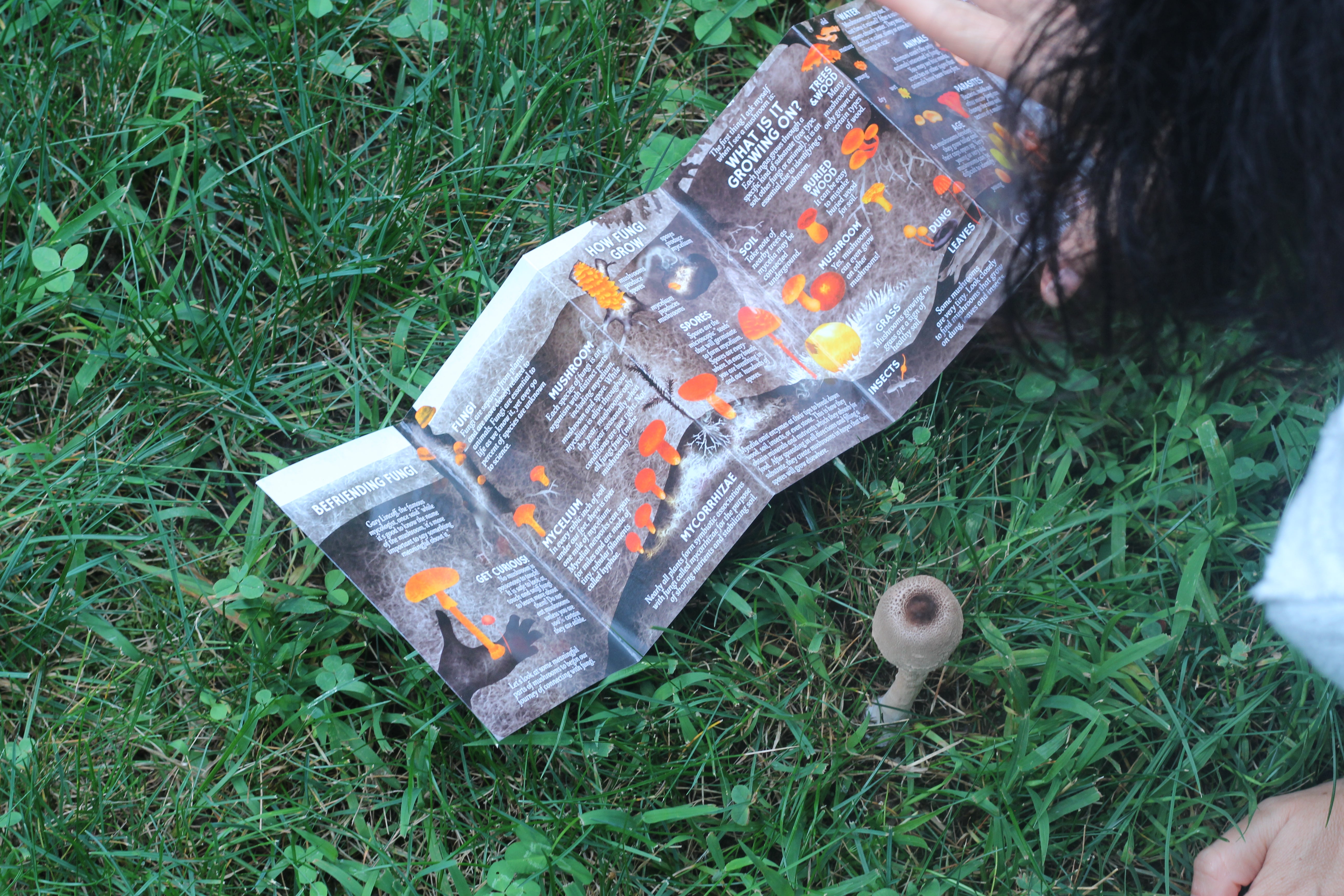 A photo Roberta Trentin's holding Befriending Fungi: A Pocket Guide by John Michelotti and Renee Baumann while she sits in the grass next to a mushroom. This accordion folded guide is opened up for viewer to see the amazing ways they can be Befriending Fungi. Want to get into mushroom hunting? She holds the Befriending Fungi Pocket Guide open next to a mushroom she is using the Befriending Fungi A Pocket guide written and produced by Catskill Fungi..