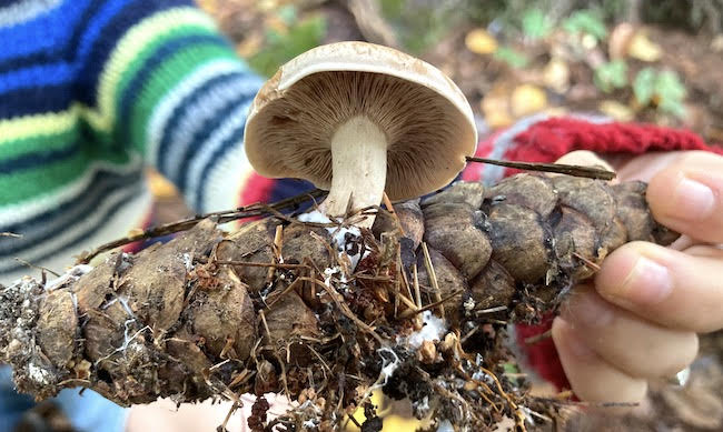 Close up picture of a child's hand holing a pinecone and wearing a colorful striped sweater in the forest of the Catskill Mountains. From the pinecone grow a large gilled mushroom and mycelia (fungal roots) grow between the scales.  