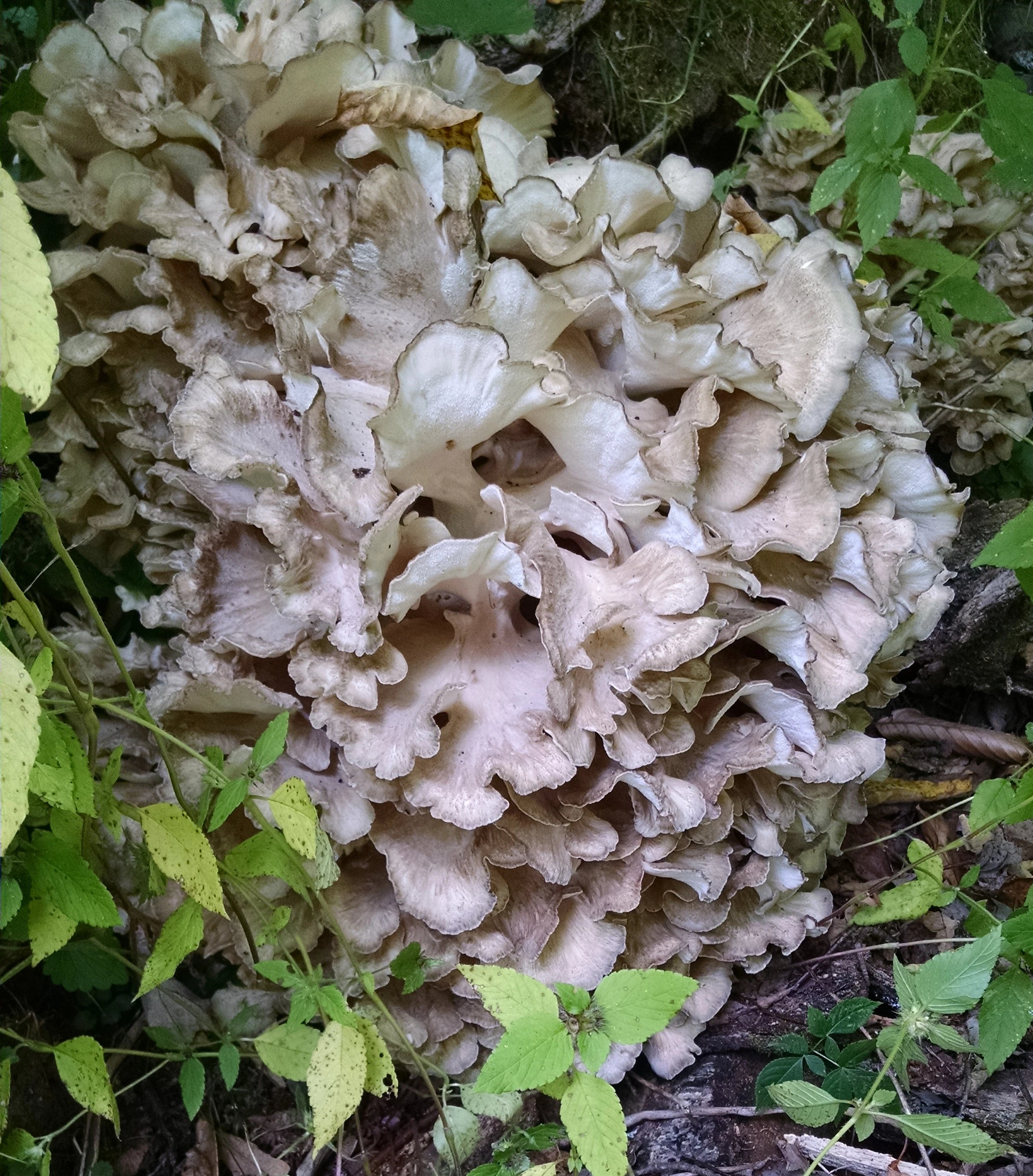 Maitake (Grifola frondosa) mushroom growing wild on a dead log.