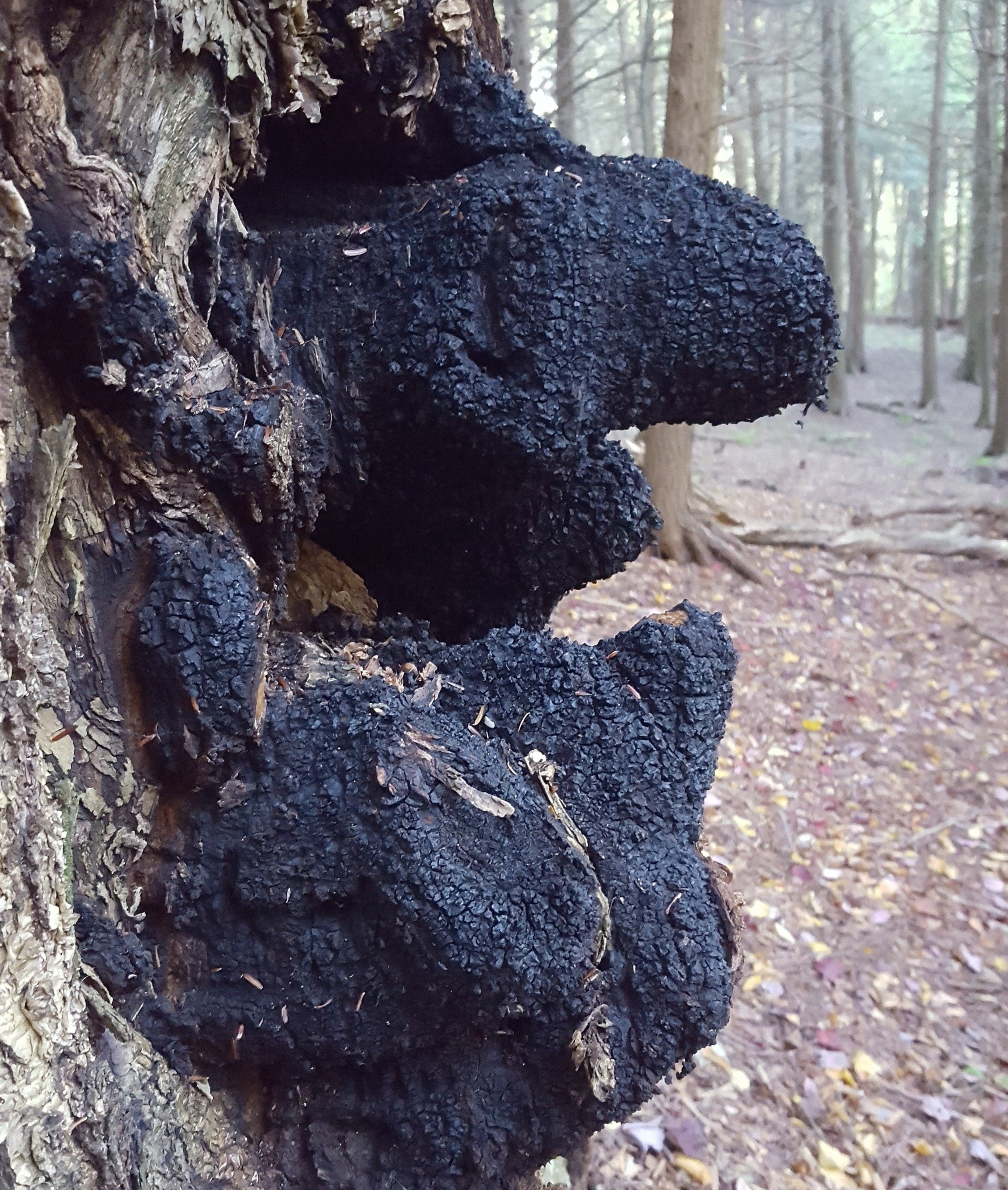 Chaga Inonotus obliquus on birch in the Catskill Mountains