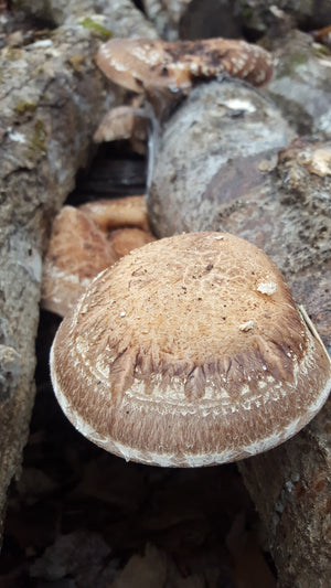 Shiitake Mushroom on log Catskill Fungi Farm