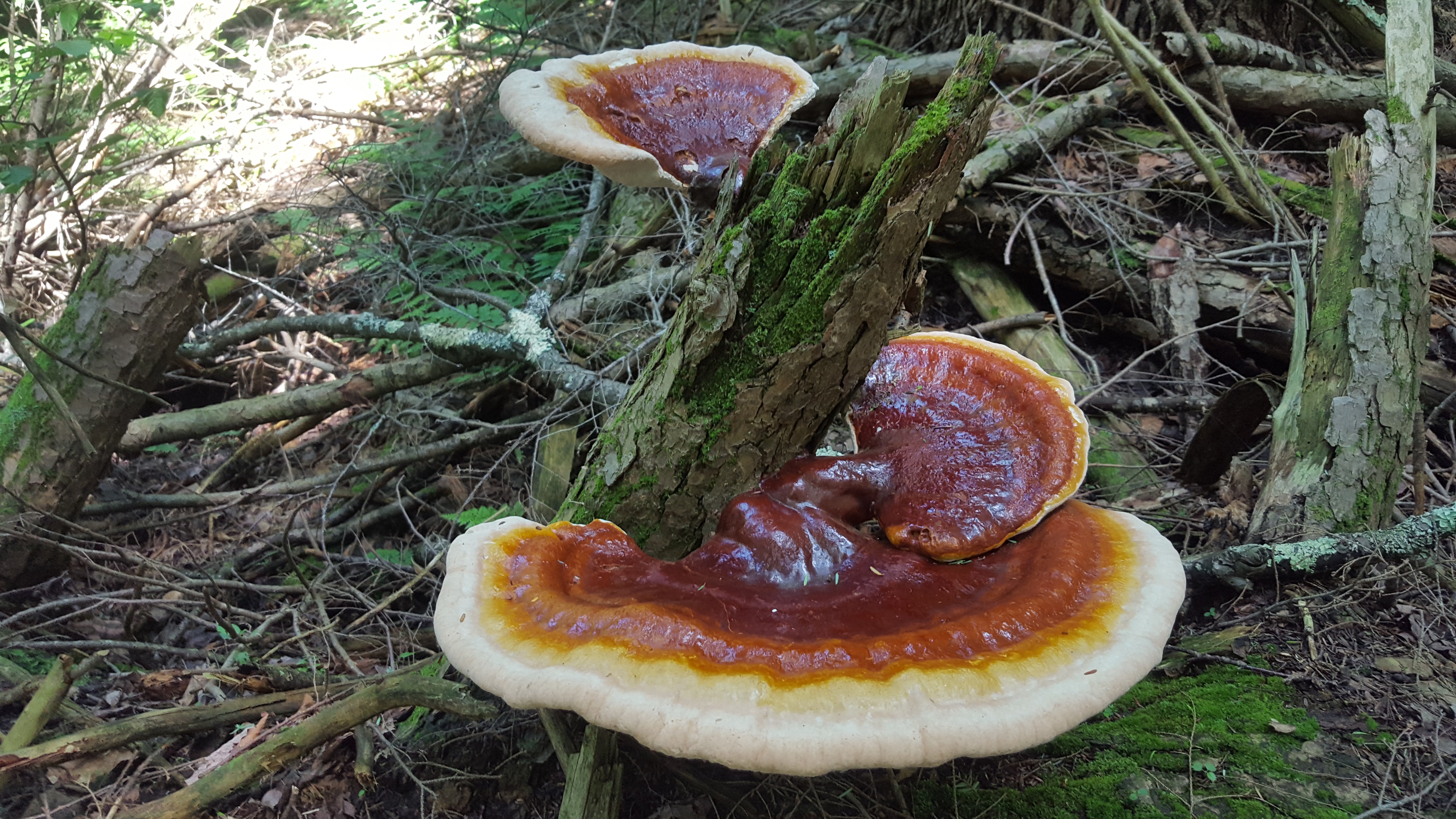 Immature Reishi mushrooms (Ganoderma tsugae) growing in a hemlock log.