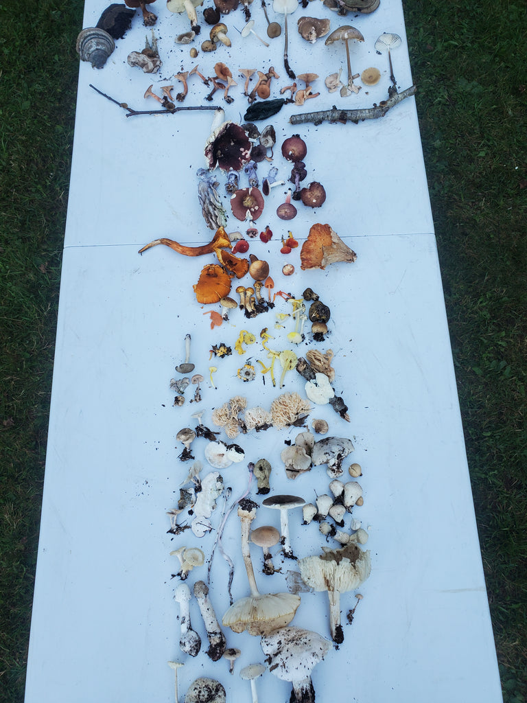Dozens of mushrooms organized on a table in the shape of a giant mushroom in the catskill mountains.