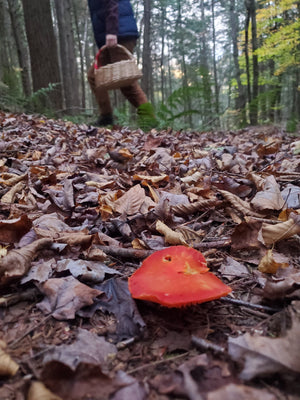 In the Catskill Mountains a bright red mushroom grows amongst fall leaves and an unwitting forager walks past holding a basket. 