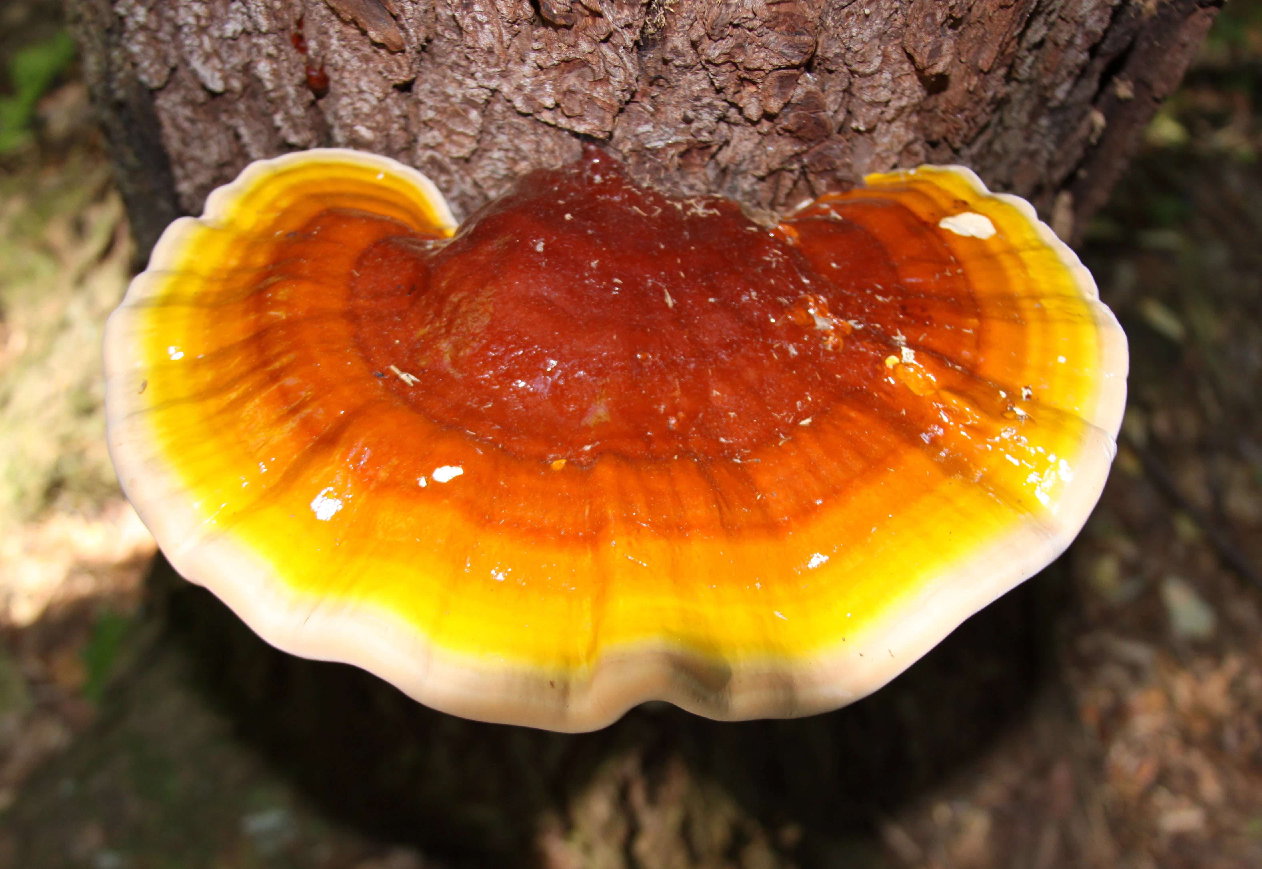 Reishi mushroom (Ganoderma tsugae) growing on a hemlock log.