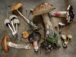 Assorted mushrooms of different sizes and colors on a wood table